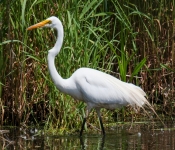 2016 06 11 WildLife MPLS 143